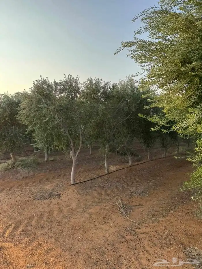 اعمال شبوك 3