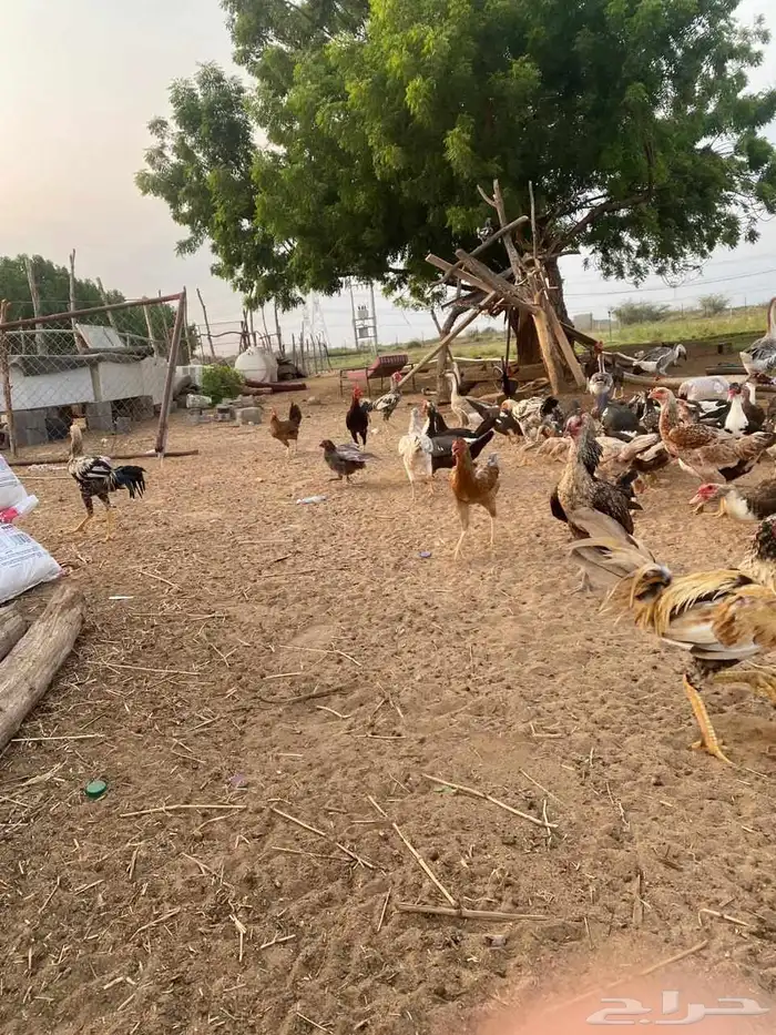 ديوك مهجن كويتي العدد تقريبا  حدود 15 4