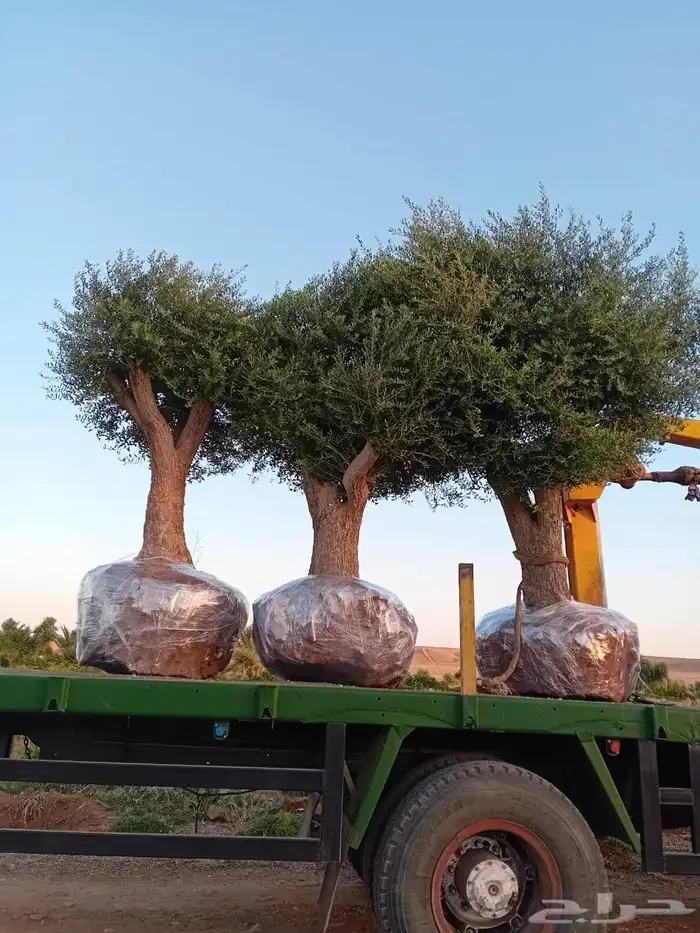 شجر زيتون معمر ومفرع 0