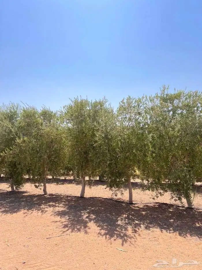 يوجد لدينا جميع انواع الأشجار التوصل علا 3