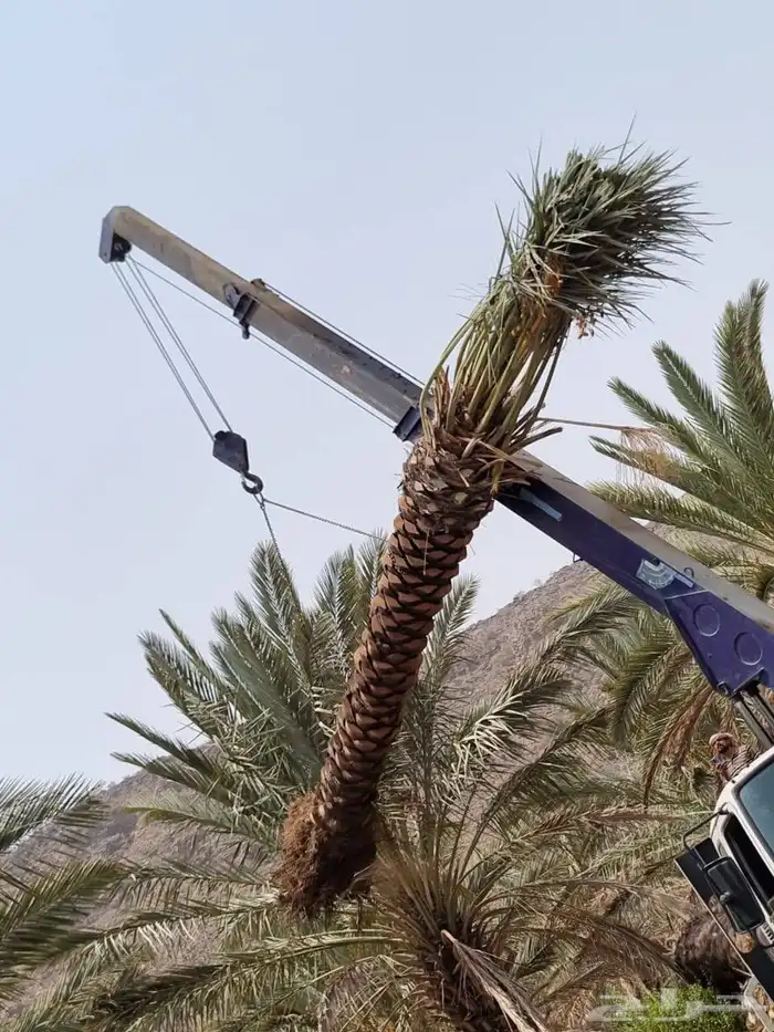 نخل للبيع بجميع انوعه ومقاساته جده مكه 3