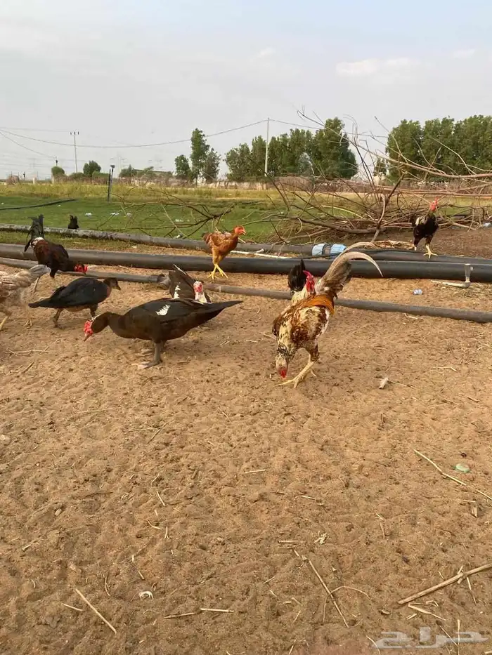 ديوك مهجن كويتي العدد تقريبا  حدود 15 1