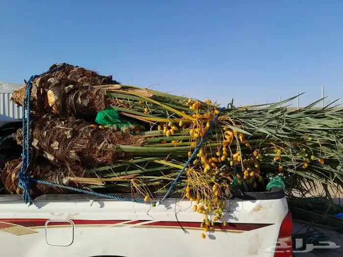 نخل اللبيع في الرياض 4