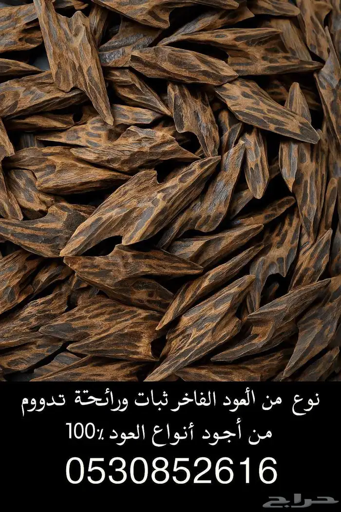 كمبودي تايقر على الشرط 0