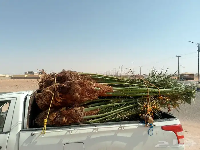 مشاءالله تبارك الله يوجد لدينا نخيل عربي مثمر 4