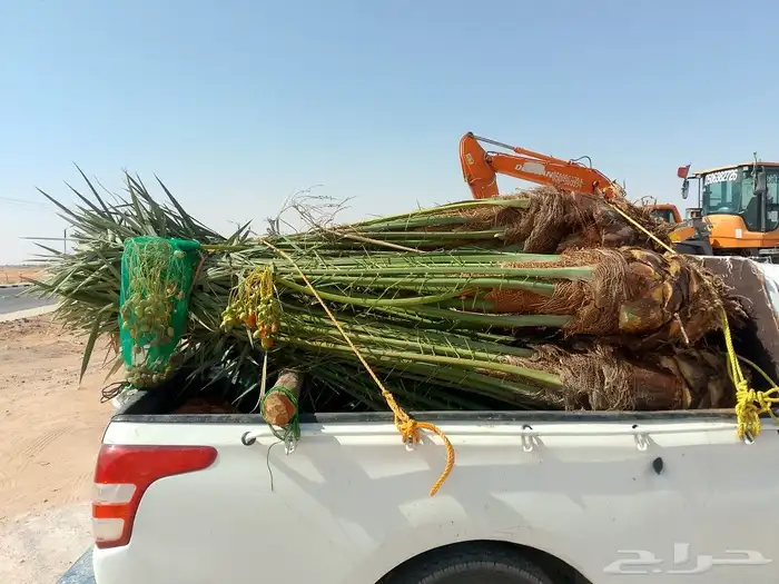 مشاءالله تبارك الله يوجد لدينا نخيل عربي مثمر 1