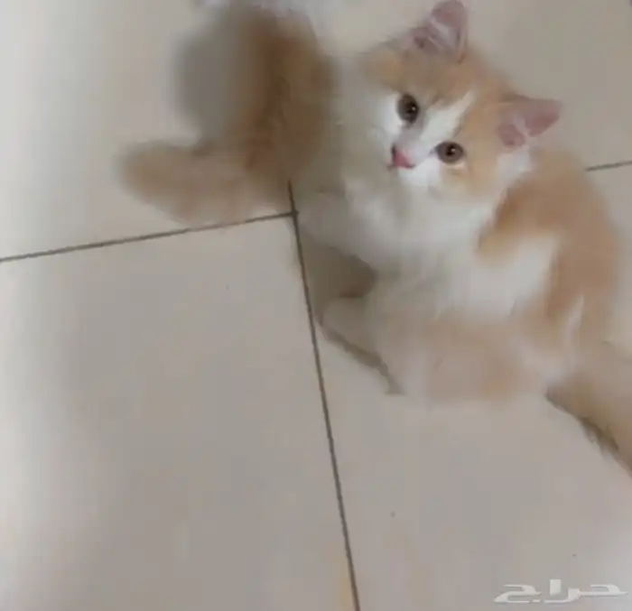 قط للبيع عمر 4 شهور 0