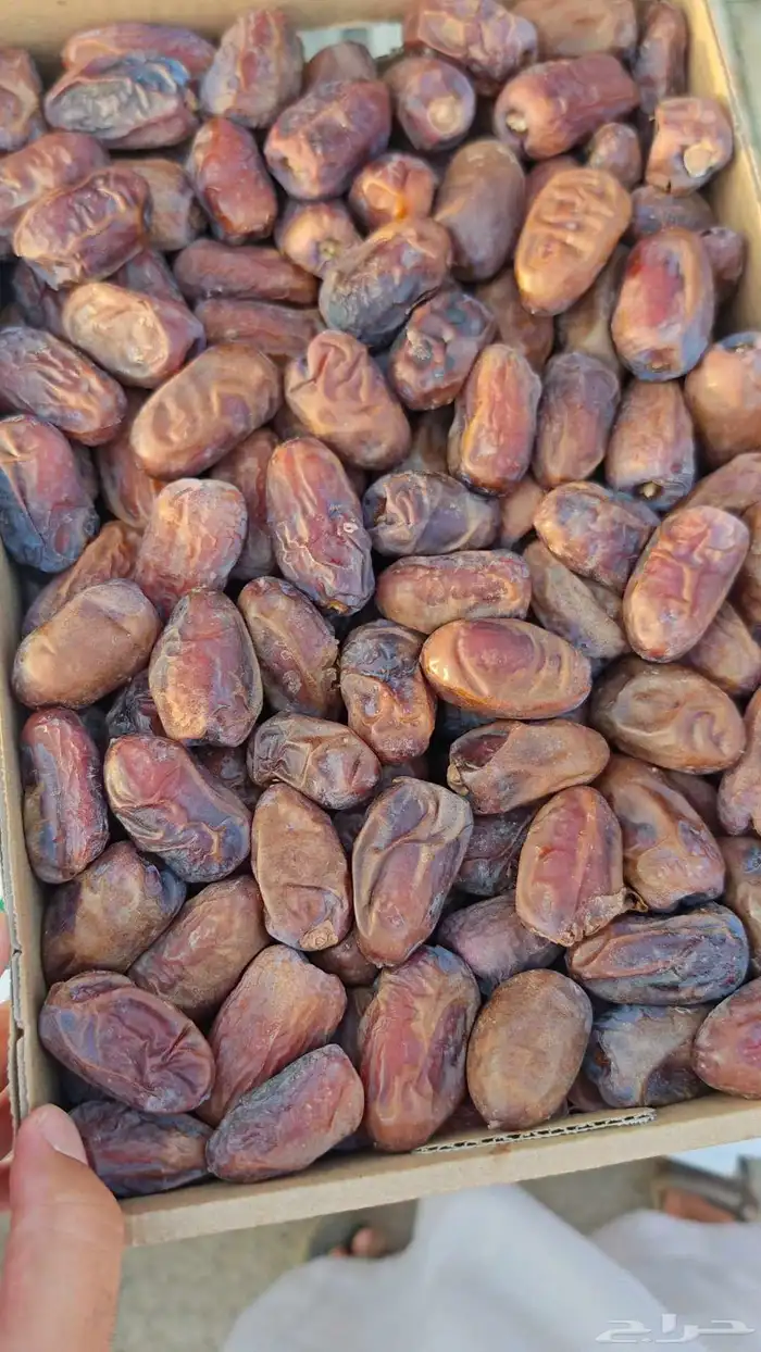 ونانه مناصيف عضوي 2