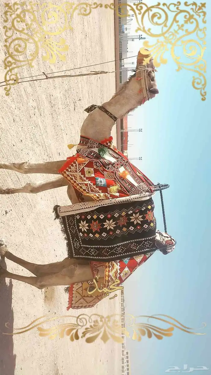 اجار جمال خيول سيسي باليوم اسبوع شهر اتصل نصل 4