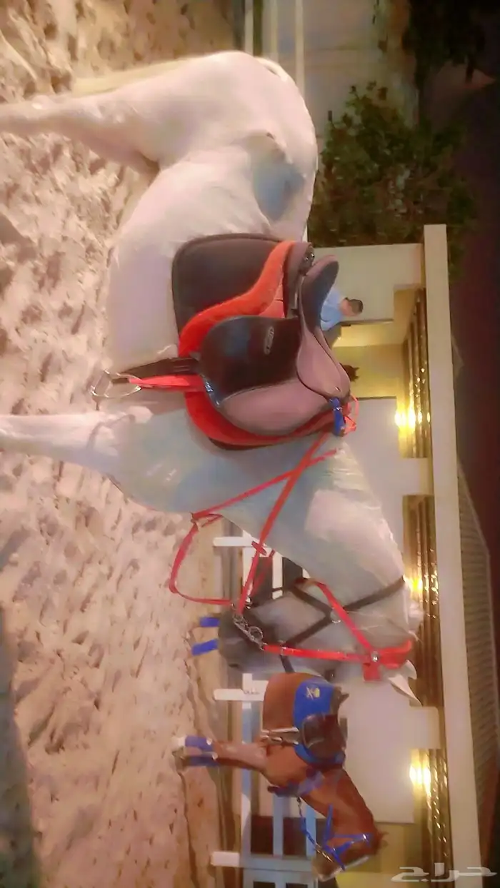 اجار جمال خيول سيسي باليوم اسبوع شهر اتصل نصل 0