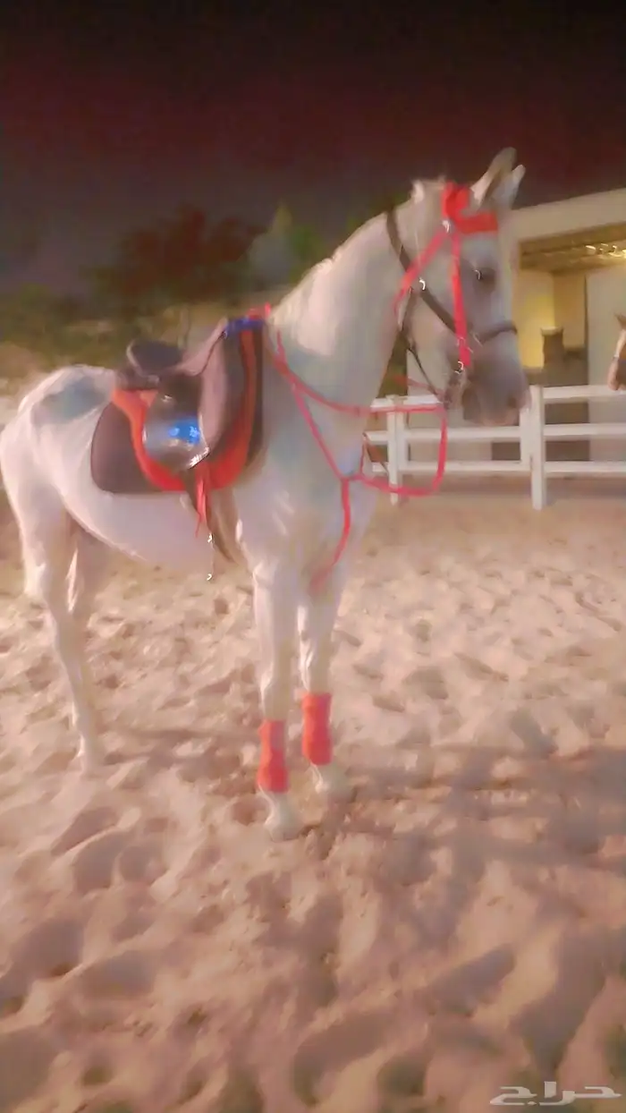 اجار جمال خيول سيسي باليوم اسبوع شهر اتصل نصل 1