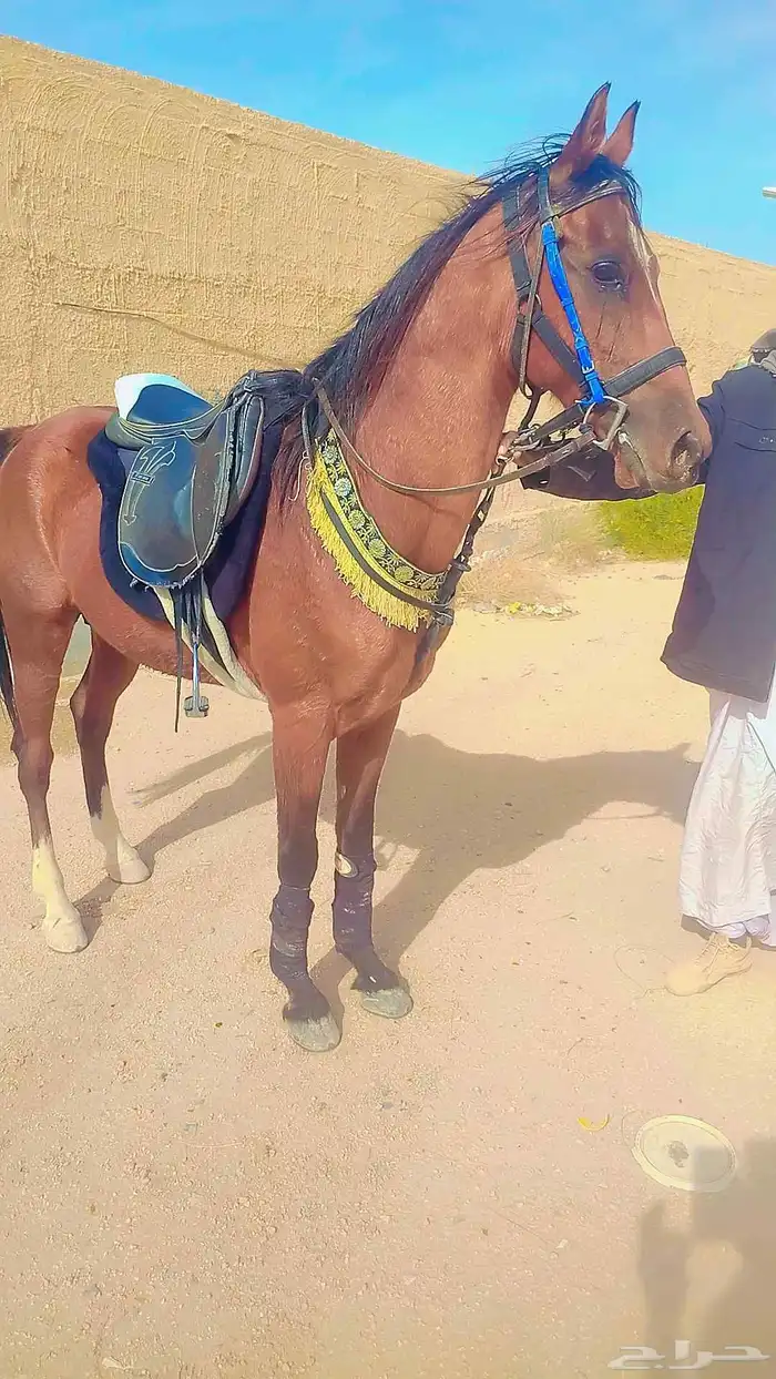 اجار جمال خيول سيسي باليوم اسبوع شهر اتصل نصل 3