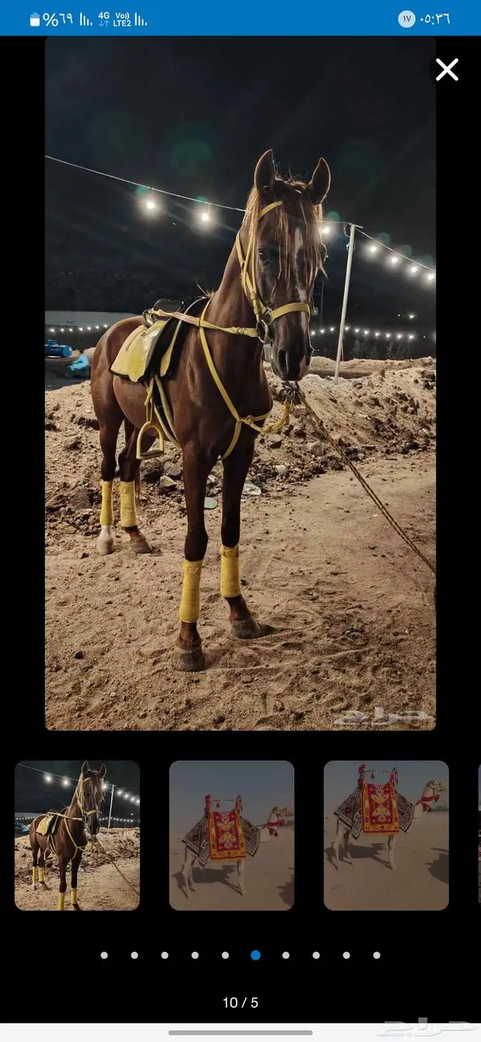 We have camels  horses and falcons for rent by the day  week 3