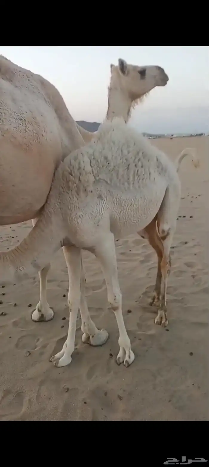 3 خلفات اباكير من 8 الاف تم البيع 4