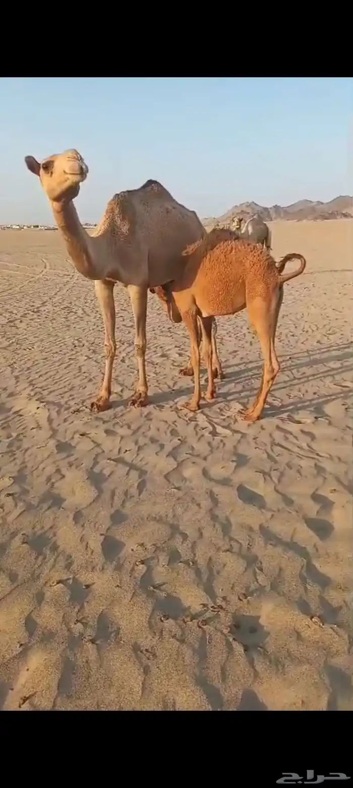 3 خلفات اباكير من 8 الاف تم البيع 8