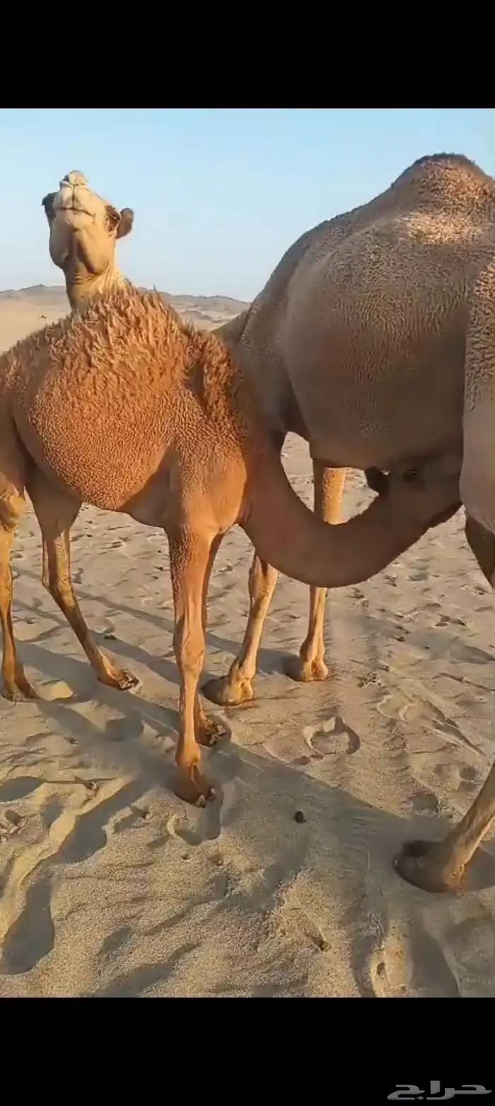 3 خلفات اباكير من 8 الاف تم البيع 10