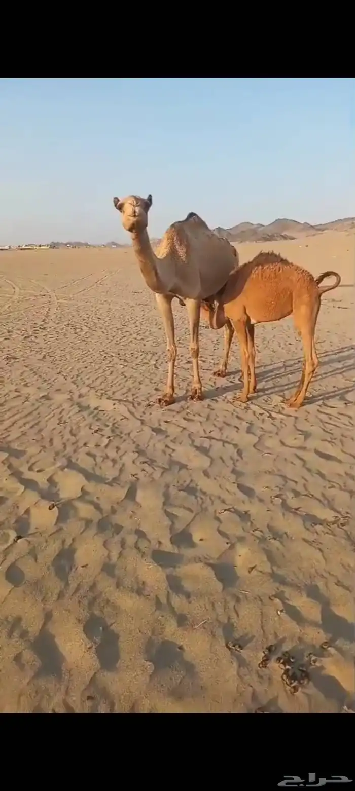 3 خلفات اباكير من 8 الاف تم البيع 7