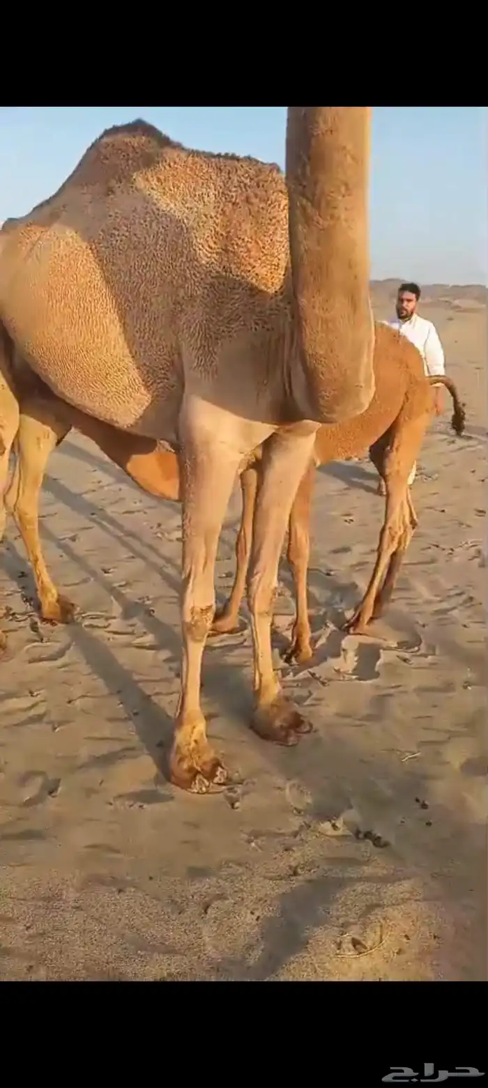 3 خلفات اباكير من 8 الاف تم البيع 12