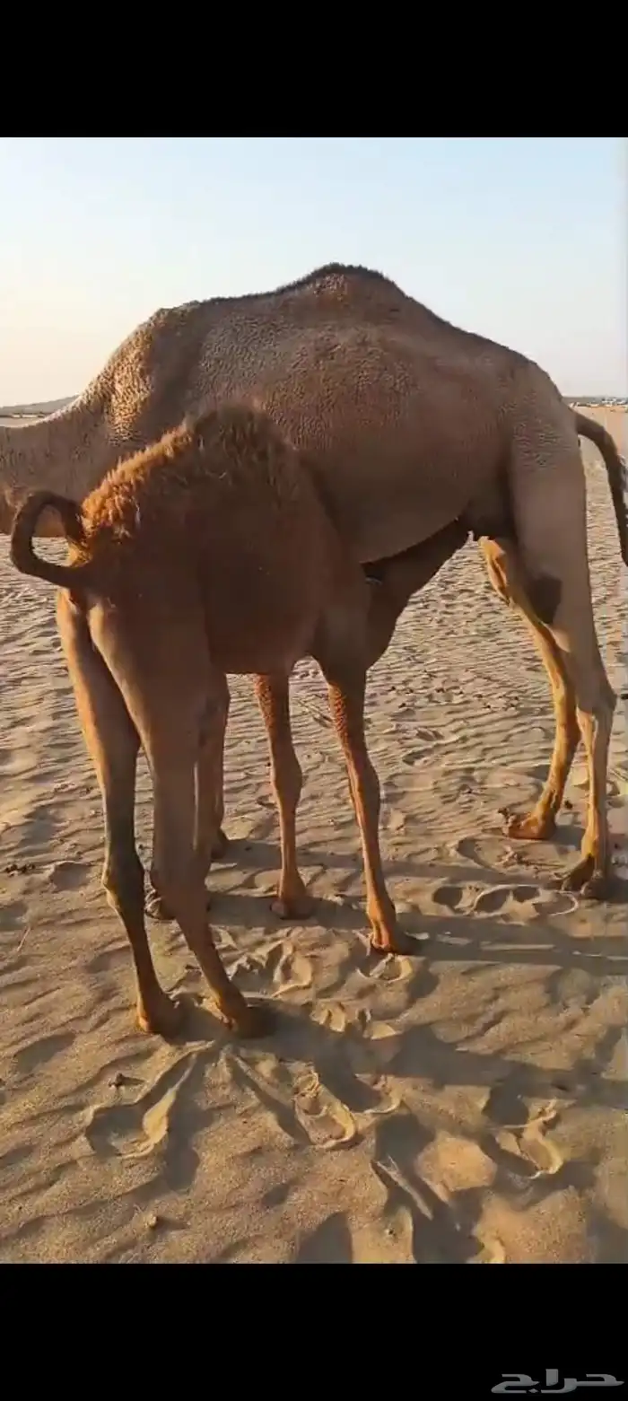 3 خلفات اباكير من 8 الاف تم البيع 11