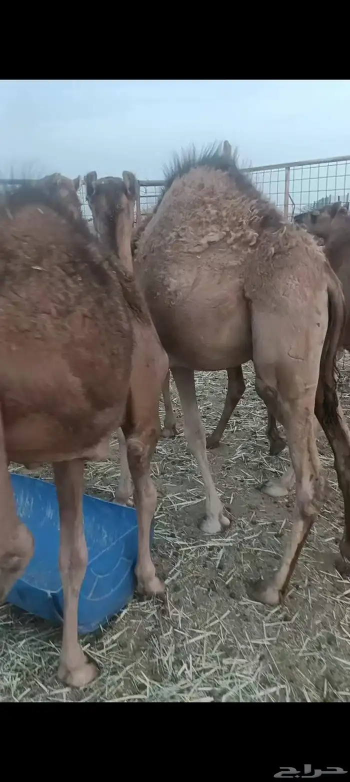 حشو العدد 4 علا حليب فل شحم الي يبغي جمله وتفريد العمر 6و7 5