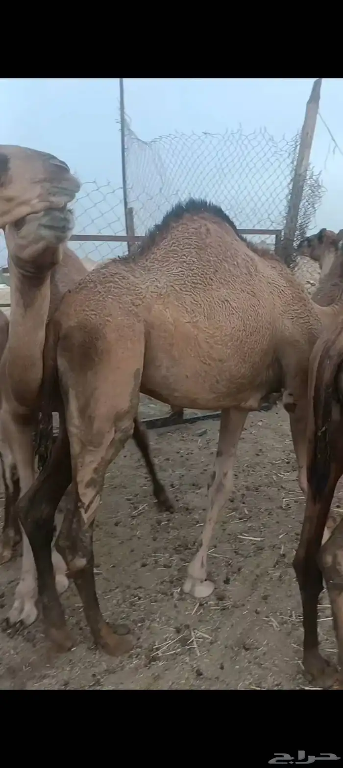 حشو العدد 4 علا حليب فل شحم الي يبغي جمله وتفريد العمر 6و7 2