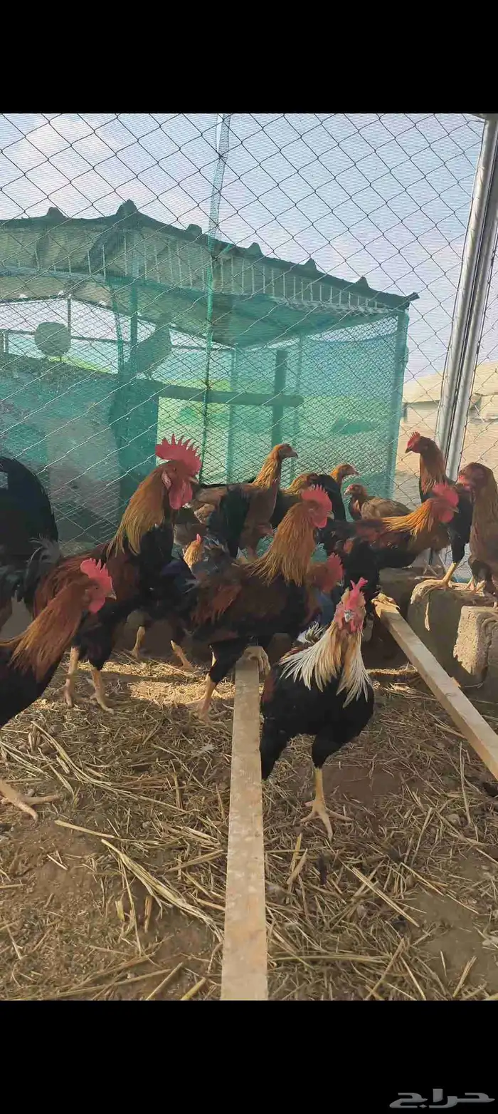 دجاج عربي أصيل 2