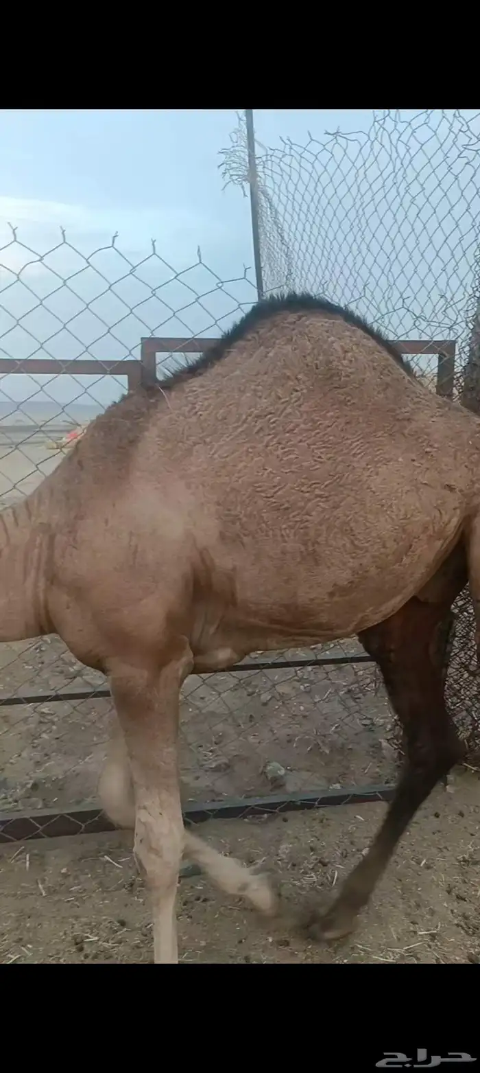 حشو العدد 4 علا حليب فل شحم الي يبغي جمله وتفريد العمر 6و7 0