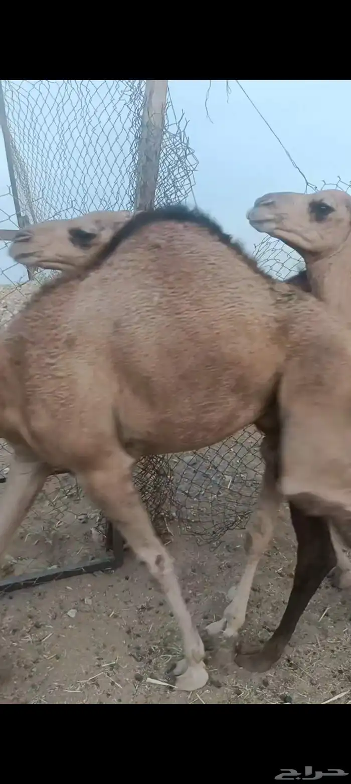 حشو العدد 4 علا حليب فل شحم الي يبغي جمله وتفريد العمر 6و7 1