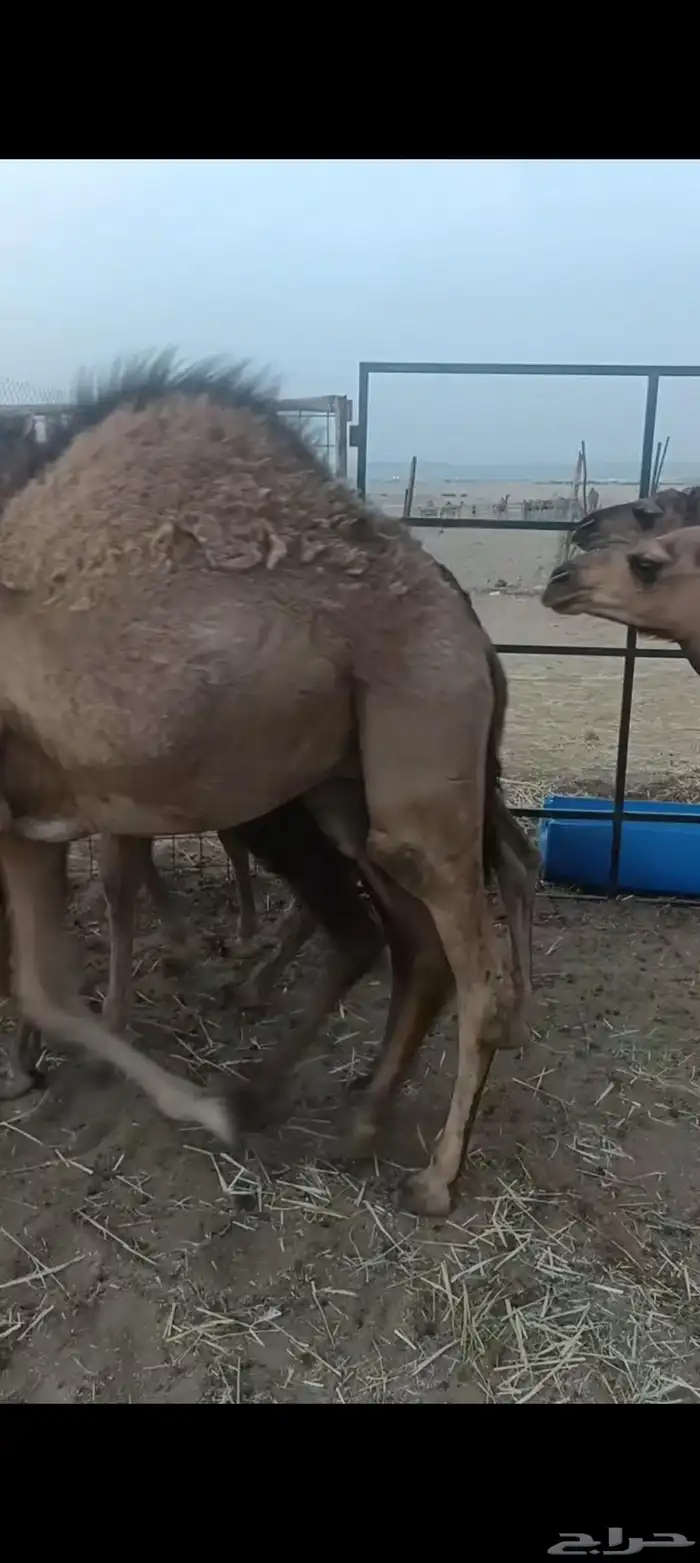 حشو العدد 4 علا حليب فل شحم الي يبغي جمله وتفريد العمر 6و7 3