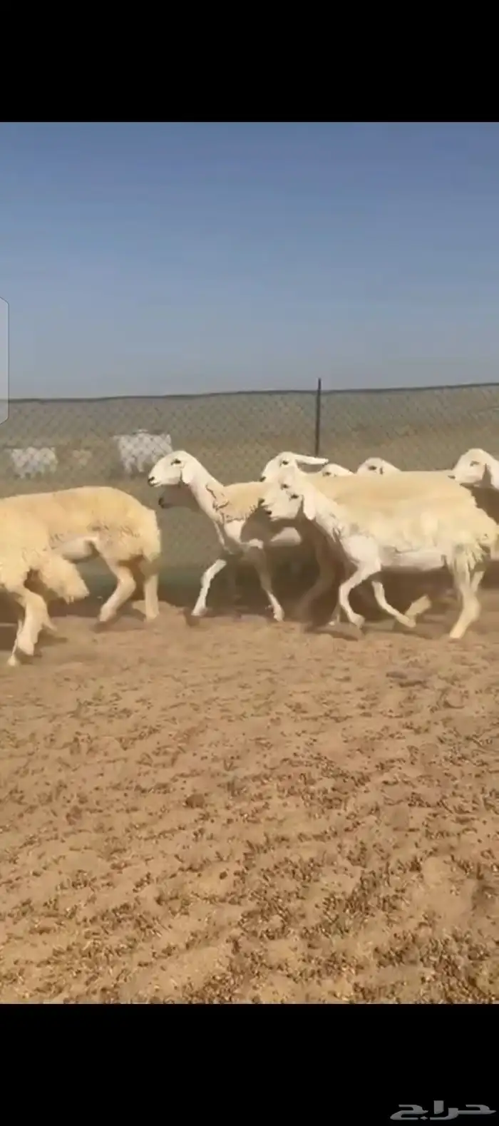 غنم حريات رخال صنف الصنف 3