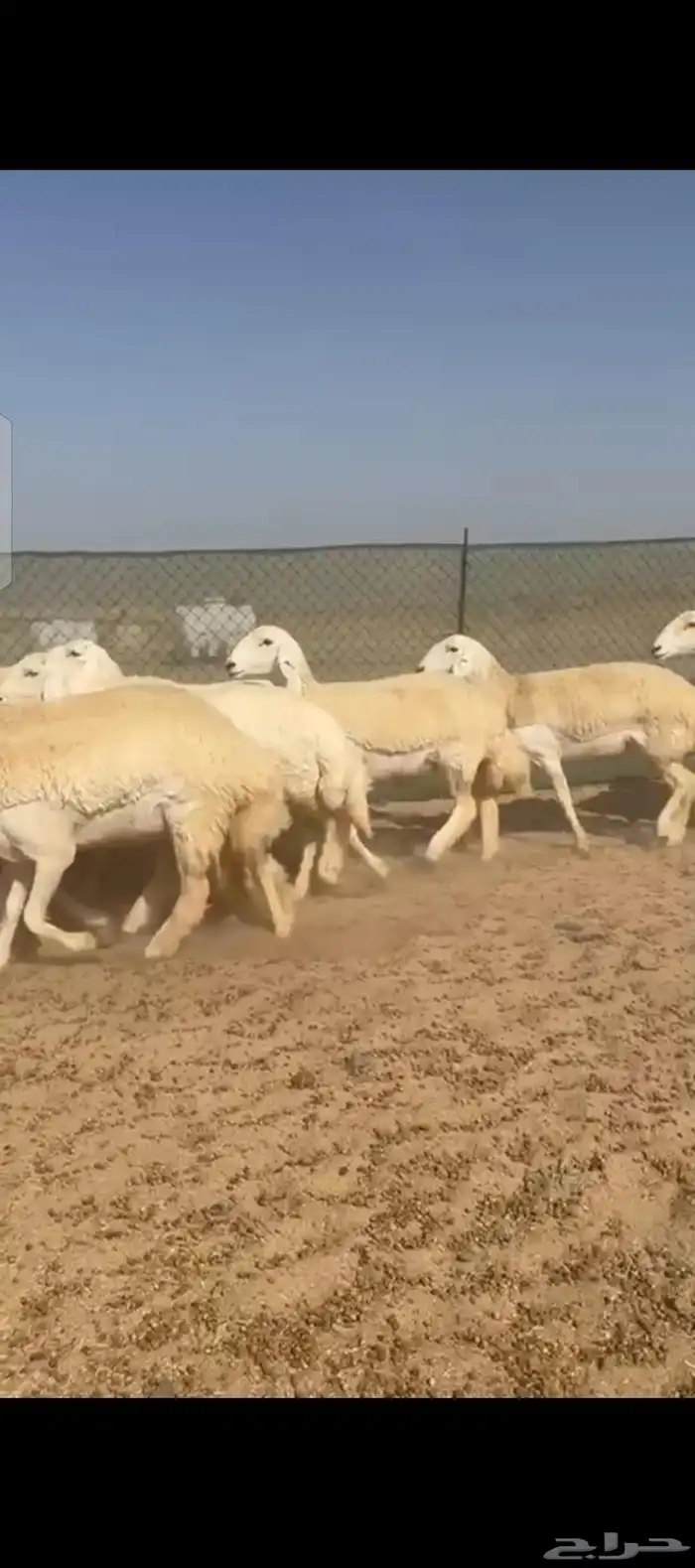 غنم حريات رخال صنف الصنف 4