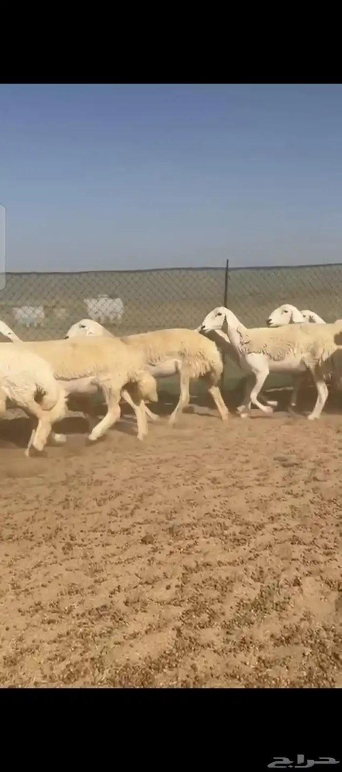غنم حريات رخال صنف الصنف 8
