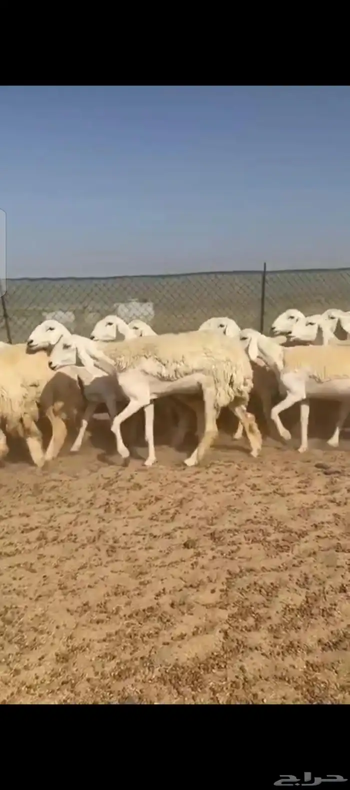 غنم حريات رخال صنف الصنف 2