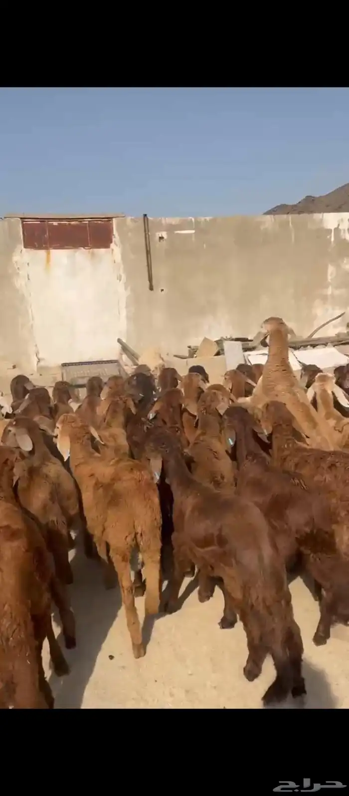 طليان سواكني حمري 5