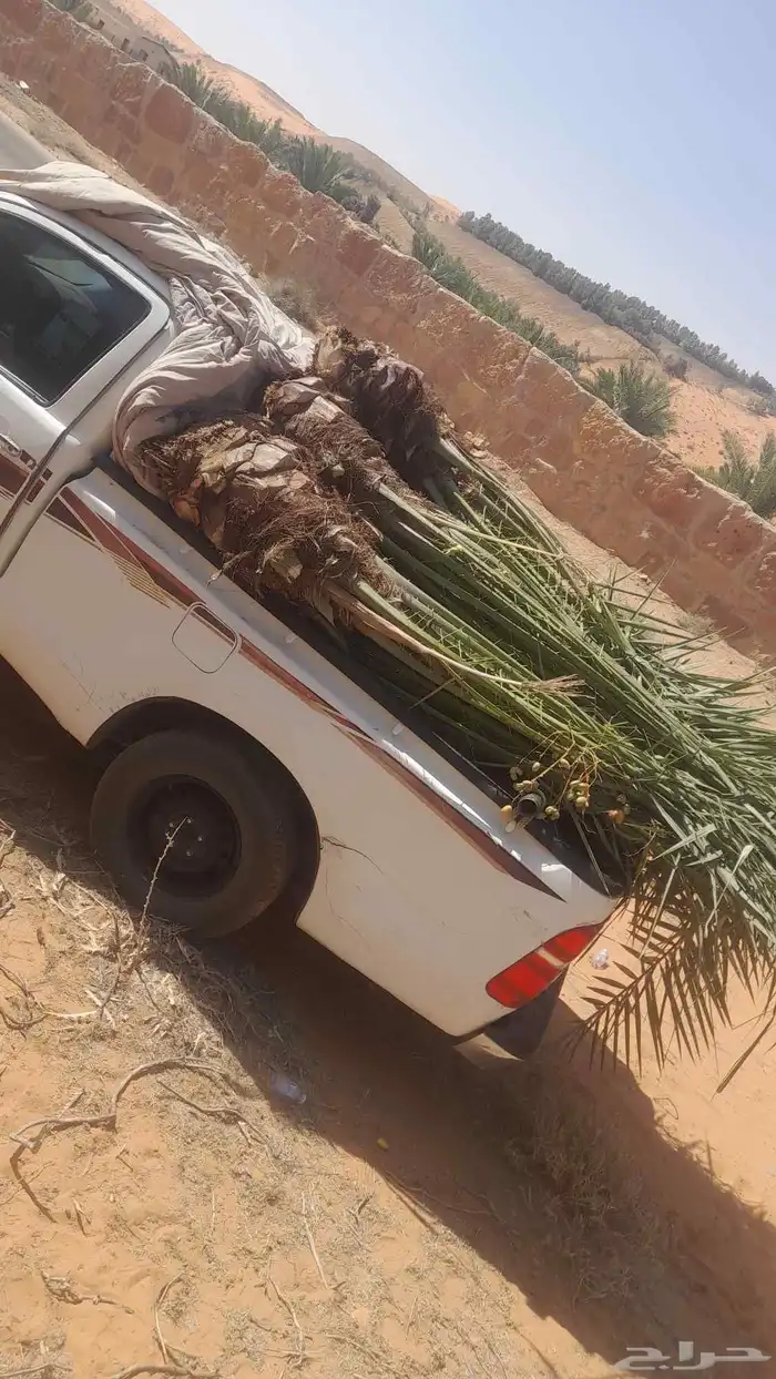 نخل للبيع ع الطلب جميع الانواع متوفره 1