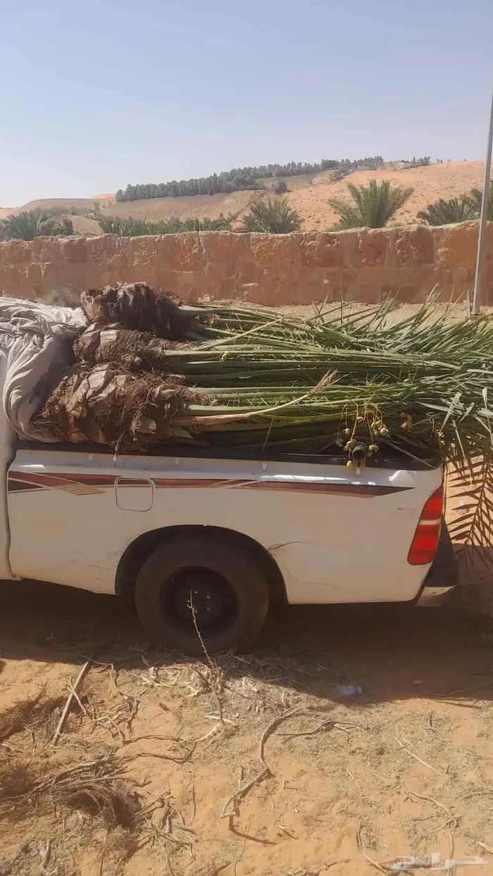 نخل للبيع ع الطلب جميع الانواع متوفره 0