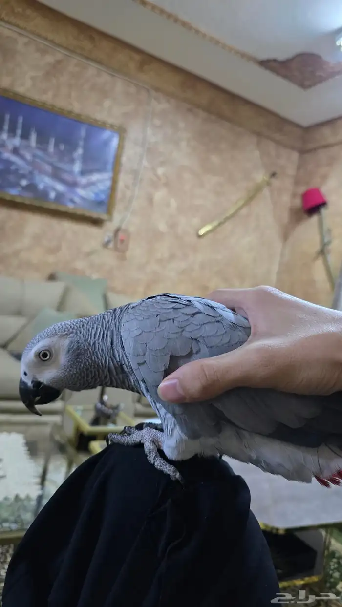 ببغاء كاسكو اليف متكلم للبيع 6
