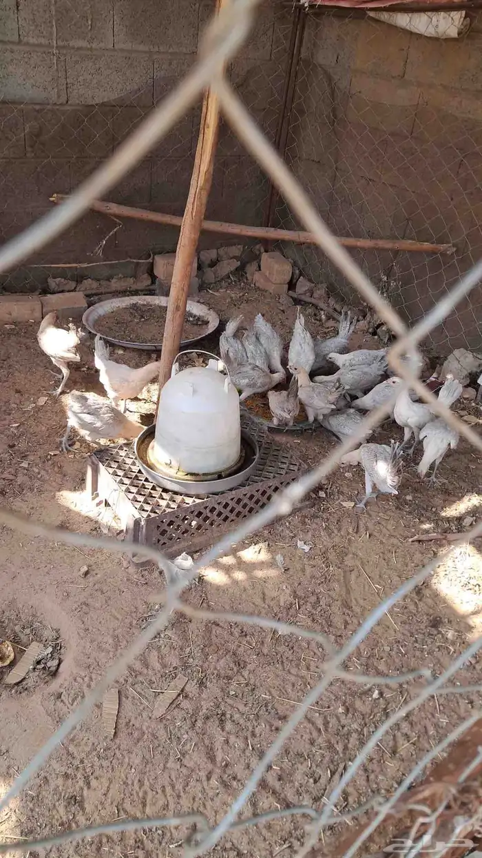 دجاج فيومي المنيوم 4