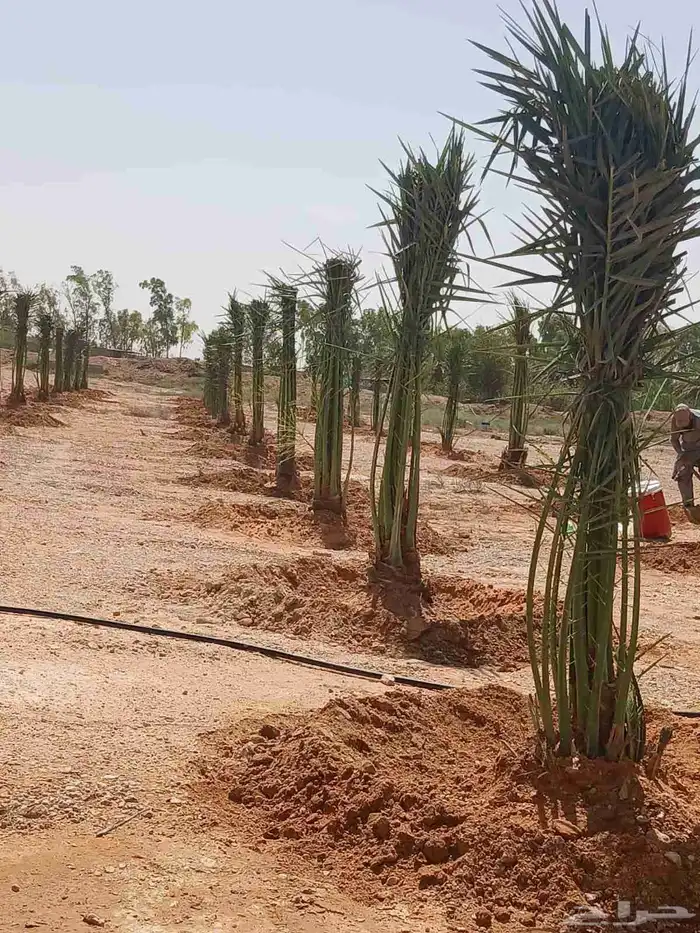 نخل مثمر نقايل جثايث اخلاص سكري برحي صقعي شيشي هلالي مجدول و 1