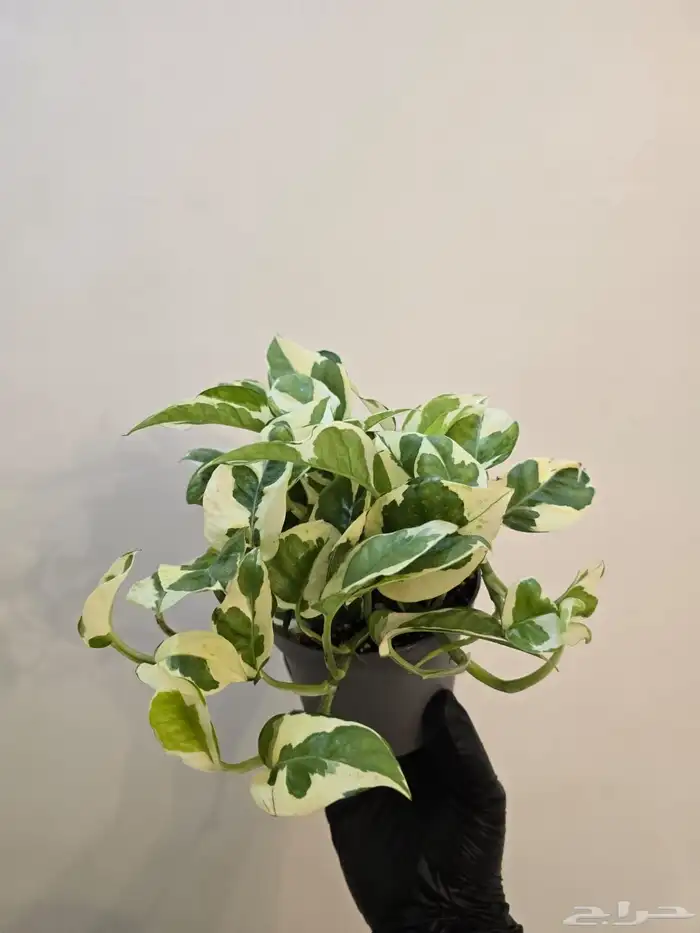 نباتات منزلية 9