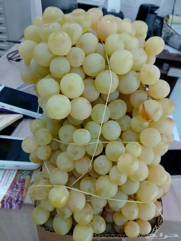 فواكه الطائف توصيل طلبات جده مكه الرياض 6