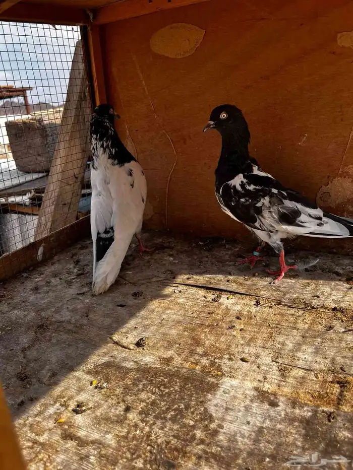 مجموعه حمام للبيع 3