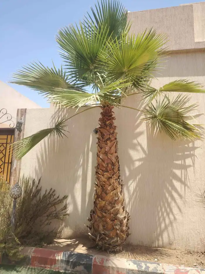 يوجد لدينا نخيل واشنطني امريكي ابو مروحه زينه 2