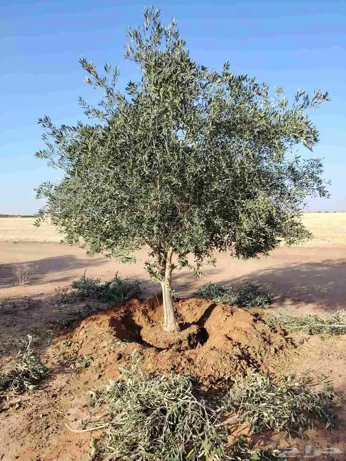 توريدالنخيل الواشنطونياءوالعربي وزيتون 14