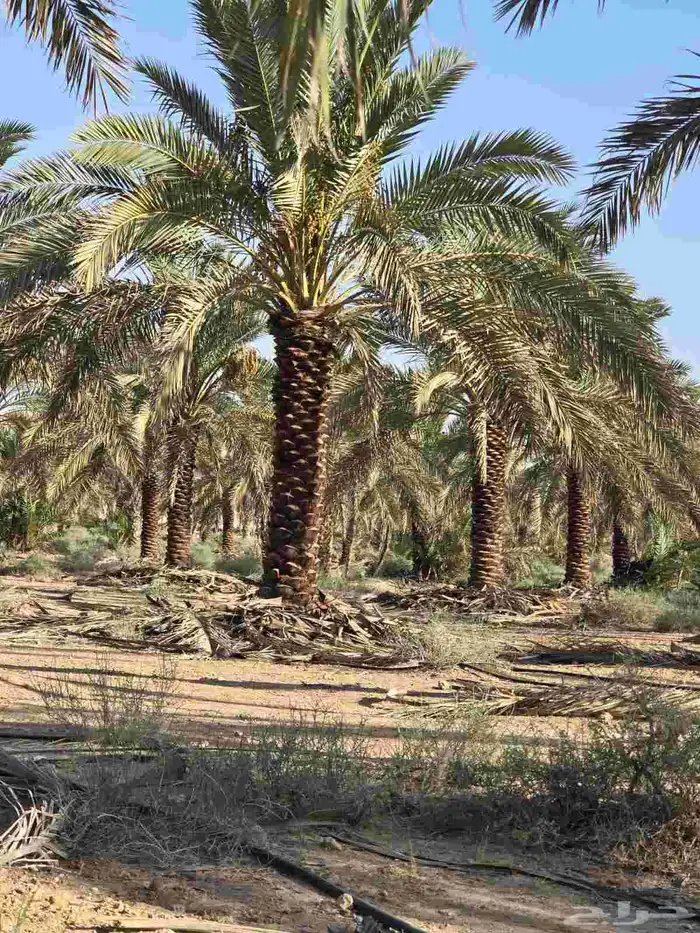 نخل مثمر للبيع بلجمله وتجزئه ونعمل في تكريبه وصيانته وتحويضه 4