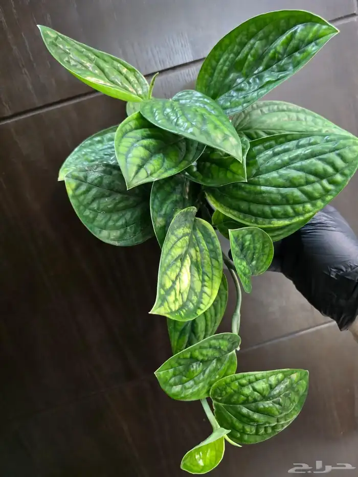 نباتات منزلية 7