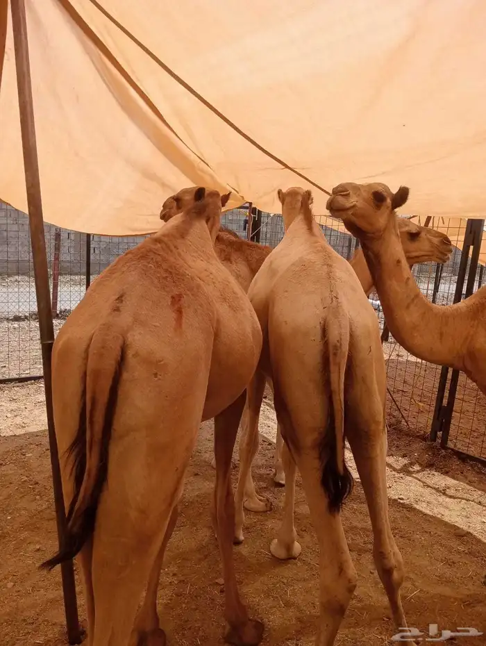 قعدان صومالية حشو مفاريد حشوان للبيع 9