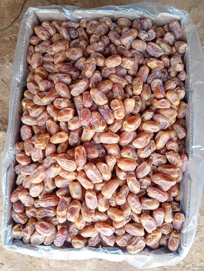 تمر خلاص ملكي درجه اولي 1