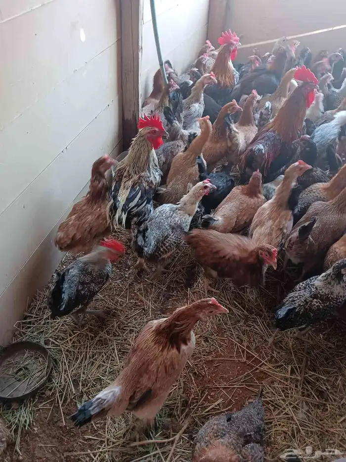 يوجد لدي دجاج بلدي وفيومي طيبه 0