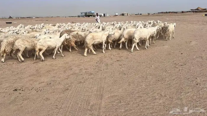 غنم مراح تم البيع 3